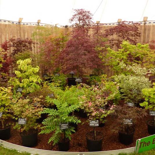 Sandringham Flower Show 2012
