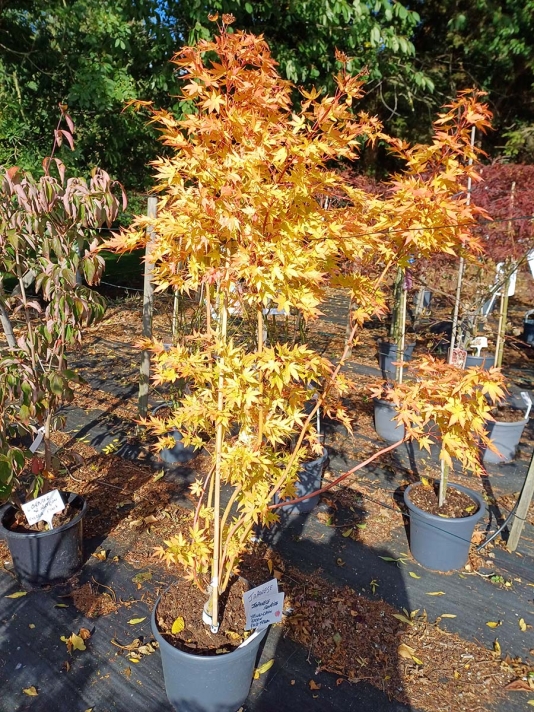 Japanese Sunrise - Bush