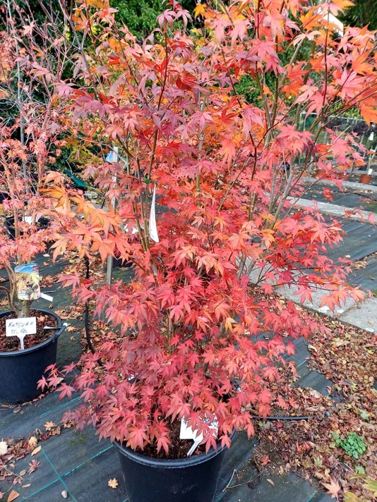 Atropurpureum