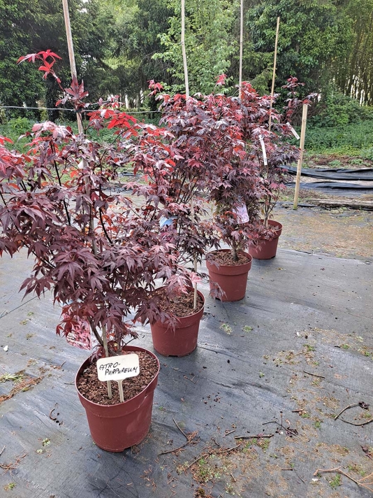 Atropurpureum Bush