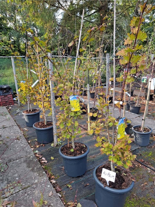 Aureum Bush