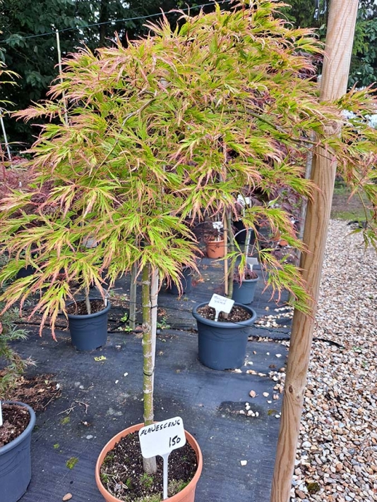 Flavescens Standard