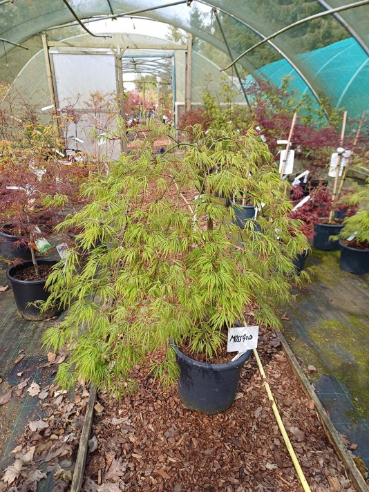 Moss Gold Std