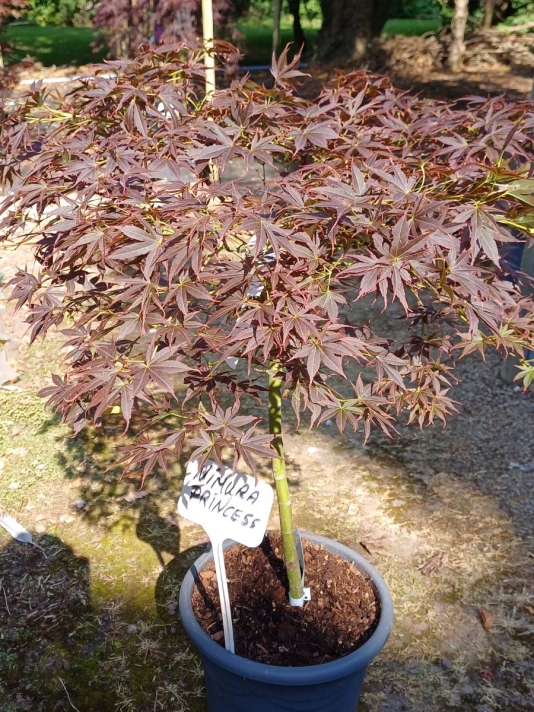 Nimura Princess Standard