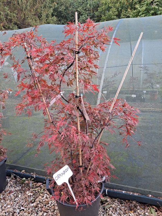 Orangeola Multistem