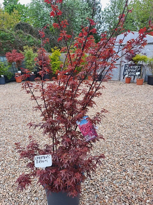 Skeeters Broom